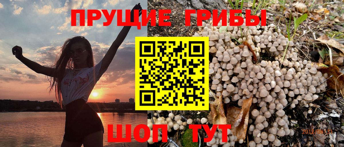 Псилоцибиновые грибы Psilocybe Каспийск